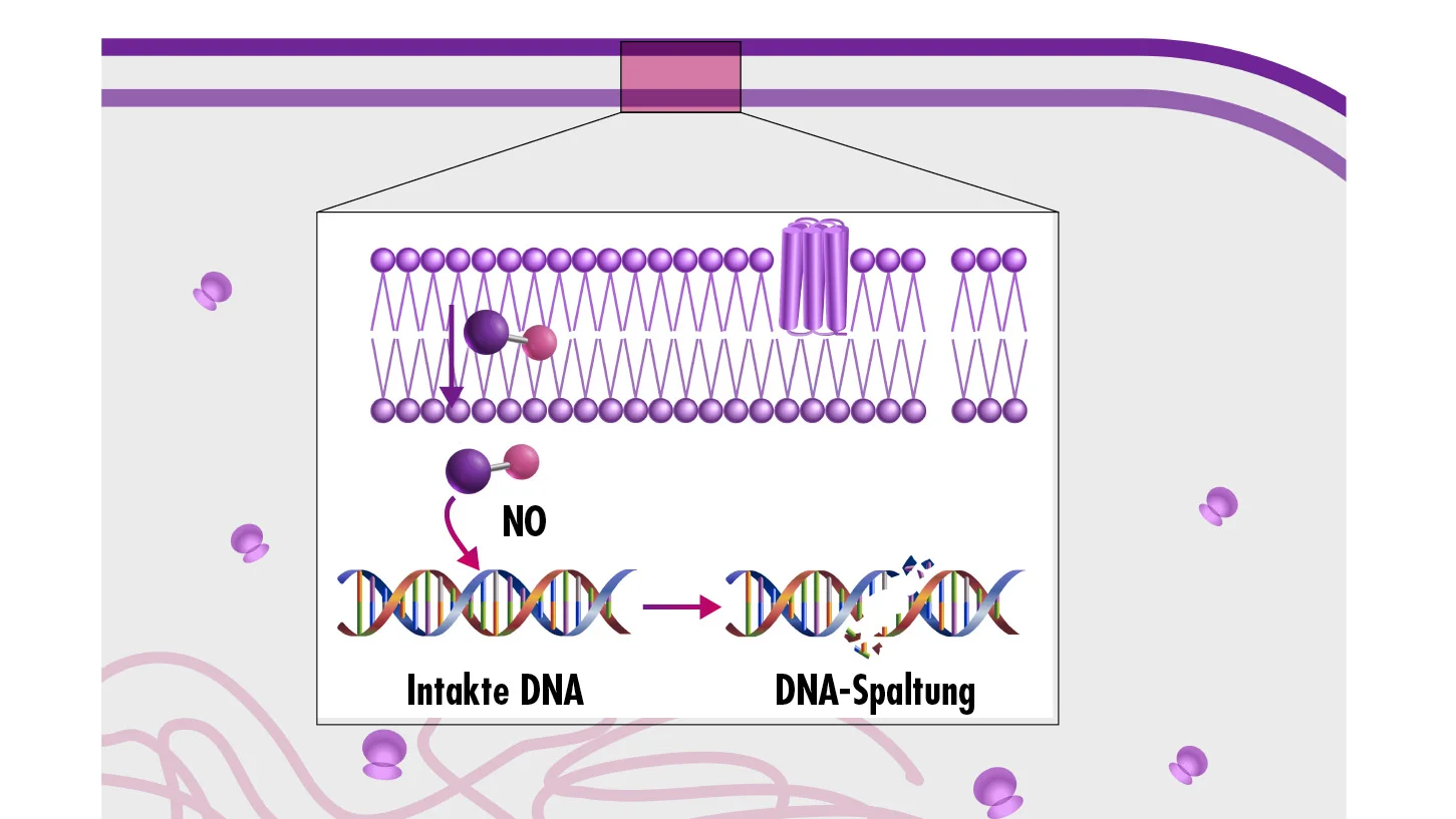 Grafik NO zerstört mikrobielle DNA