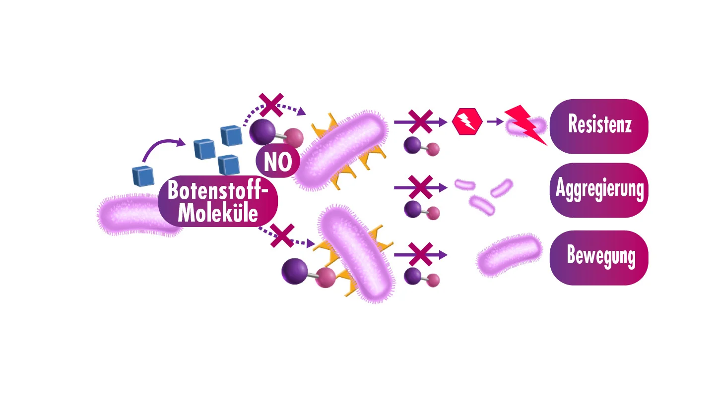 Grafik, die zeigt wie NO die Kommunikation mit Biofilm in Zellen verhindert 